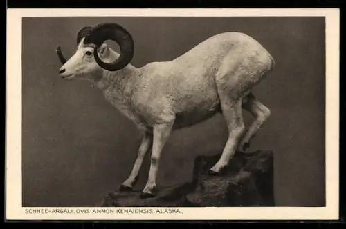 AK Frankfurt a/M, Senckenbergisches Museum, Schnee-Argali aus Alaska, Widder