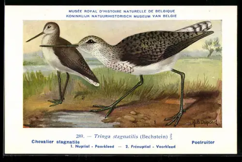 Künstler-AK Hubert Dupond: Musée Royal d'Histoire Naturelle de Belgique, Vogel-Serie: Poelruiter