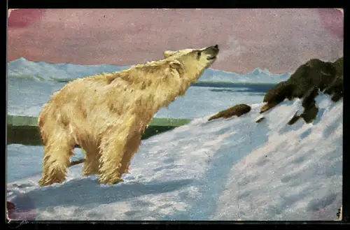 Künstler-AK Eisbär nimmt Witterung auf