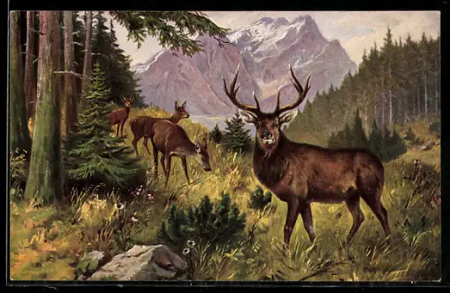 AK Kapitalhirsch mit Rehen an der Tannenschonung