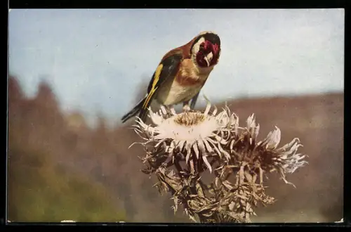 AK Distelfink auf einer Distel