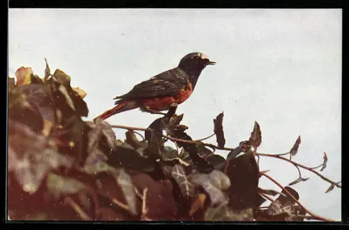 AK Gartenrotschwanz, Singvogel, Karte des Bunds für Vogelschutz