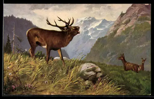 AK röhrender Hirsch im Hochgebirge