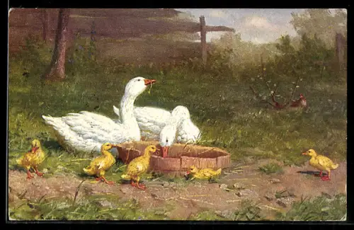 AK Gänse und Küken am Wasserbottich im Garten