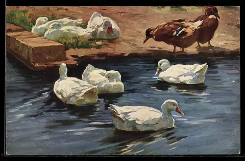 Künstler-AK Hausenten auf dem Wasser, Hans Schmitt