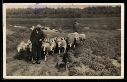 AK Drenthe, Schäfer mit Hund führt Schafherde
