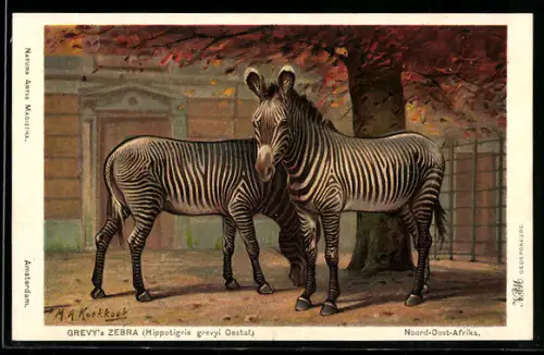 Künstler-AK Zebras im Gehege eines Zoos