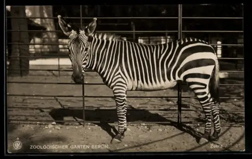 AK Berlin, Zoologischer Garten, Gehege mit Zebra