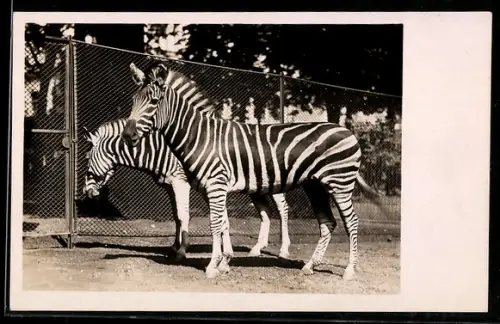 AK Chapman-Zebras im Gehege