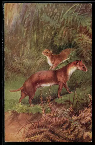 AK Wiesel-Paar im Wald, Weasel