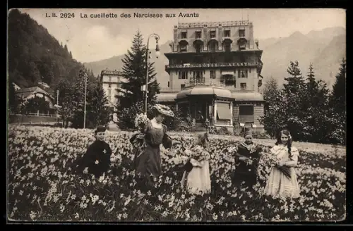 AK Avants, La cueillette des Narcisses