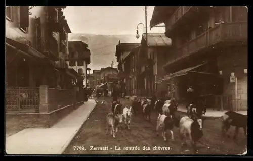 AK Zermatt, La rentrée des chèvres