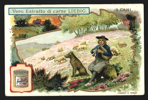 Sammelbild Liebig, I Cani, Cane da Pastore