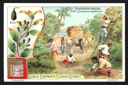 Sammelbild Liebig, Gewürzpflanzen, Zimt, Cinnamomum zeylanicum