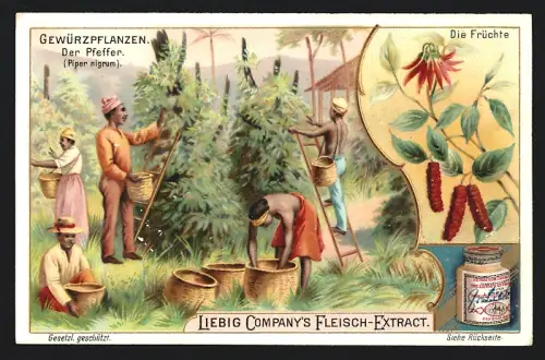 Sammelbild Liebig, Gewürzpflanzen, Der Pfeffer, Die Früchte