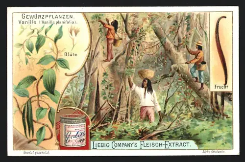Sammelbild Liebig, Gewürzpflanzen, Vanille, Blüte, Frucht
