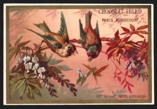 Sammelbild Chocolat Ibled, Paris, Zwei Vögel sitzen auf einem Zweig