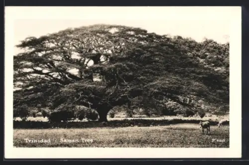AK Trinidad, Saman Tree