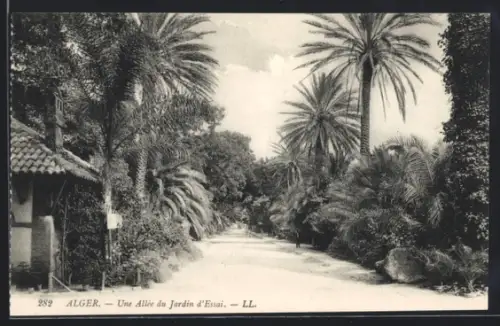 AK Alger, Une Allée du Jardin d`Essai
