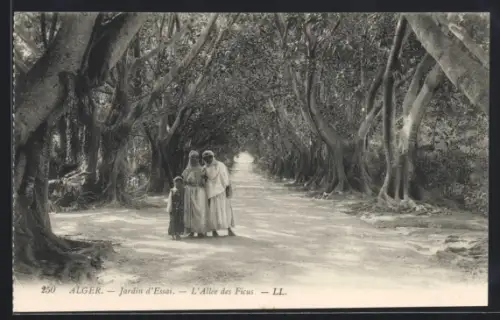 AK Alger, Jardin d`Essai, L`Allée des Ficus