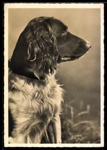 AK Hund mit wachem Blick, Seitenportrait