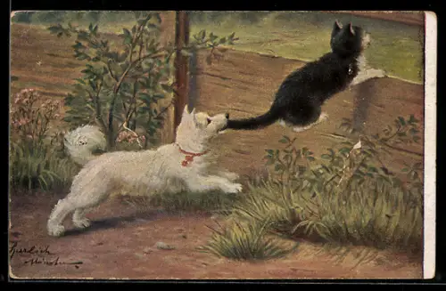 AK Spitz beisst flüchtende Katze in den Schwanz