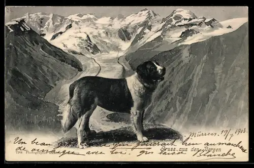 AK Bernhardiner vor den Alpen