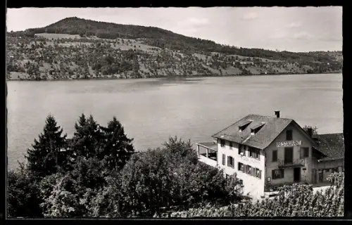 AK Meisterschwanden am Hallwilersee, Restaurant Delphin