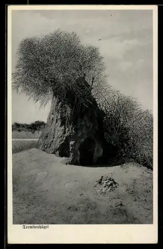 AK Deutsch-Südwest-Afrika, Termitenhügel
