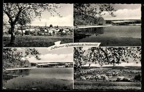 AK Waldernbach /Westerwald, Teilansicht, Uferpartie, Ortspartie