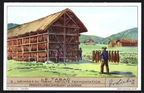 Sammelbild Liebig, Le Tabac, Sèchage du tabac, récolte, fermentation