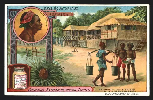 Sammelbild Liebig, Pays Équatoriaux, Sumatra