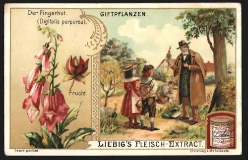 Sammelbild Liebig, Giftpflanzen, Der Fingerhut, Digitalis purpurea