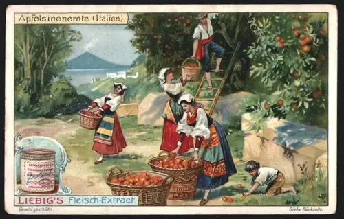 Sammelbild Liebig, Apfelsinenernte in Italien
