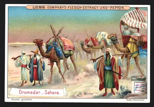 Sammelbild Liebig, Dromedar, Sahara