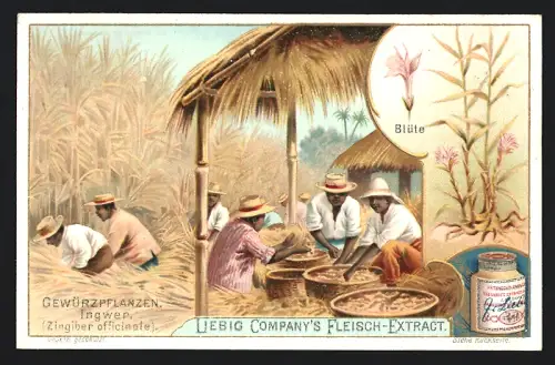 Sammelbild Liebig, Gewürzpflanzen, Ingwer, Zingiber officinale
