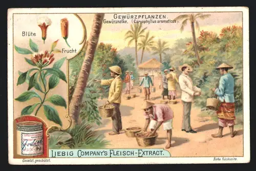 Sammelbild Liebig, Gewürzpflanzen, Gewürznelke, Caryophyllus aromaticus