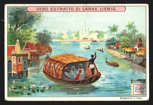 Sammelbild Liebig, Giunchi siamesi