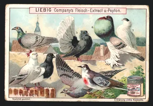 Sammelbild Liebig, Tauben, Feldtaube, Deutsches Mövchen, Pfauentaube, Englischer Kröpfer, Kalotte, Deichstich-Täubchen