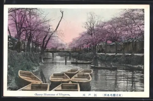 AK Edogawa, Cherry-Blossoms of Edogawa