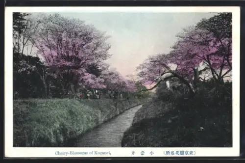 AK Koganei, Cherry-Blossoms of Koganei