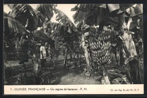 AK Guinée Francaise, Un régime de bananes