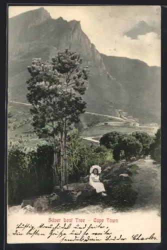 AK Cape Town, Silver Leaf Tree