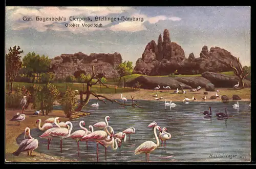 AK Stellingen-Hamburg, Carl Hagenbeck`s Tierpark, Grosser Vogelteich, Flamingos