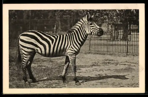 AK Wien, Schönbrunn, Menagerie, Zebra aus Ostafrika