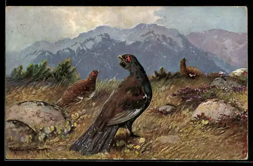 Künstler-AK M. Müller jun.: Balzender Auerhahn im Gebirge