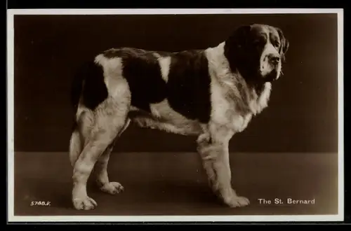 AK The St. Bernard, Bernhardiner, Hund