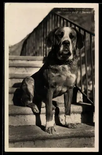 AK Bernhardiner Barry sur l`escalier de l`Hospice de Gd St.Bernard