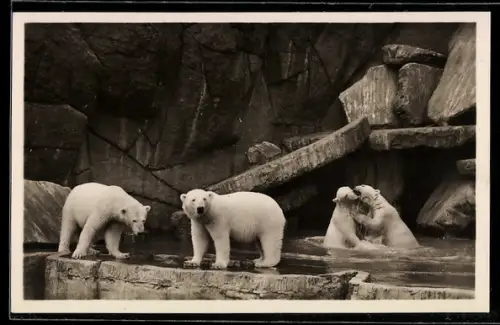AK Hamburg-Stellingen, Carl Hagenbeck's Tierpark, Eisbären im Nordland-Panorama