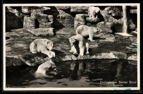 AK Basel, Zoologischer Garten, Eisbären